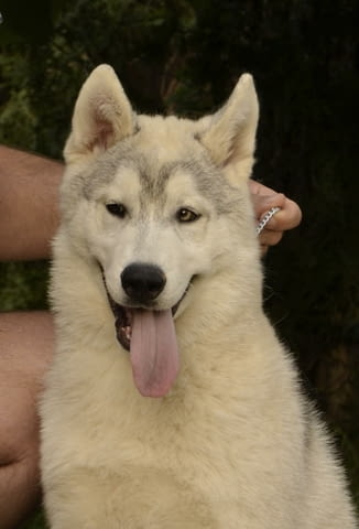 Сибирско хъски кученце за продажба Siberian Husky, Vaccinated - Yes, Dewormed - Yes - city of Izvun Bulgaria | Dogs - снимка 9