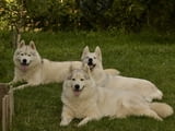 Сибирско хъски кученце за продажба