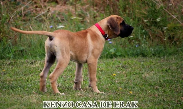 Преса Канарио кученца Другa, Vaccinated - Yes, Dewormed - Yes - city of Izvun Bulgaria | Dogs - снимка 11