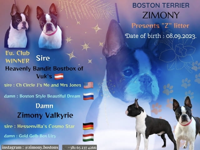 Бостън териер ТОП кученца Бостънски териер, Ваксинирано - Да, Обезпаразитено - Да - град Извън България | Кучета - снимка 1