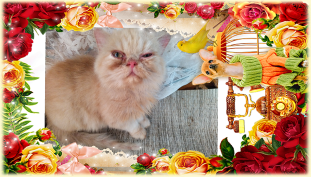 Промоция персийски дългокосмести малки котета златна чинчила зелени очи разкошни чаровни любимци! - снимка 7