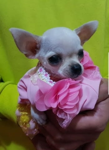 Мини чихуахуа принцеса Chihuahua, 2 Months, Vaccinated - Yes - city of Izvun Bulgaria | Dogs - снимка 7