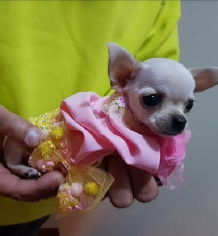 Мини чихуахуа принцеса Chihuahua, 2 Months, Vaccinated - Yes - city of Izvun Bulgaria | Dogs - снимка 8
