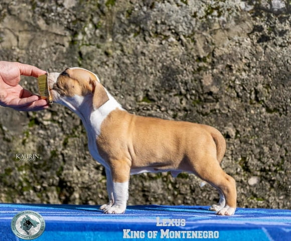 Американски стафорд териер кученца American Staffordshire Terrier, Vaccinated - Yes, Dewormed - Yes - city of Izvun Bulgaria | Dogs - снимка 1