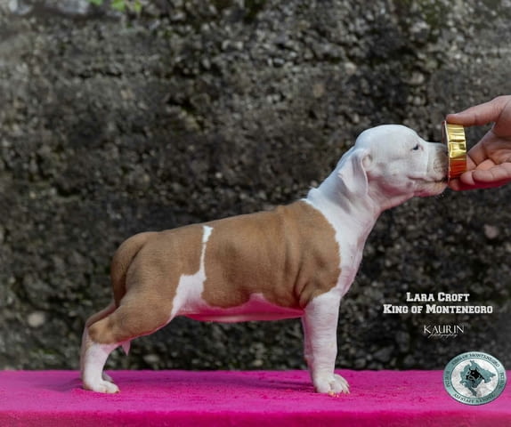 Американски стафорд териер кученца American Staffordshire Terrier, Vaccinated - Yes, Dewormed - Yes - city of Izvun Bulgaria | Dogs - снимка 2