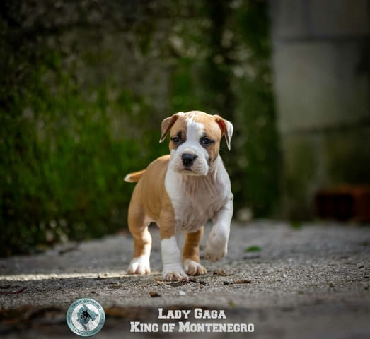 Американски стафорд териер кученца American Staffordshire Terrier, Vaccinated - Yes, Dewormed - Yes - city of Izvun Bulgaria | Dogs - снимка 3