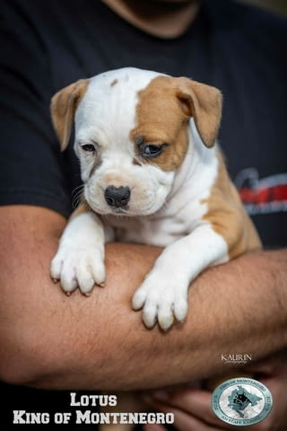 Американски стафорд териер кученца American Staffordshire Terrier, Vaccinated - Yes, Dewormed - Yes - city of Izvun Bulgaria | Dogs - снимка 7