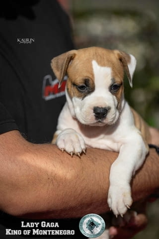 Американски стафорд териер кученца American Staffordshire Terrier, Vaccinated - Yes, Dewormed - Yes - city of Izvun Bulgaria | Dogs - снимка 8