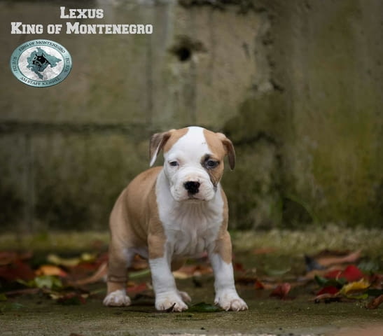 Американски стафорд териер кученца American Staffordshire Terrier, Vaccinated - Yes, Dewormed - Yes - city of Izvun Bulgaria | Dogs - снимка 10