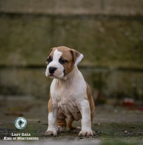 Американски стафорд териер кученца American Staffordshire Terrier, Vaccinated - Yes, Dewormed - Yes - city of Izvun Bulgaria | Dogs - снимка 12