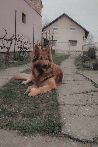 Черен дроб кученца немска овчарка German Shepherd, 2 Months - city of Izvun Bulgaria | Dogs - снимка 12