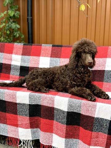 Голям кралски пудел King Poodle, 3 Months, Vaccinated - Yes - city of Varna | Dogs - снимка 1