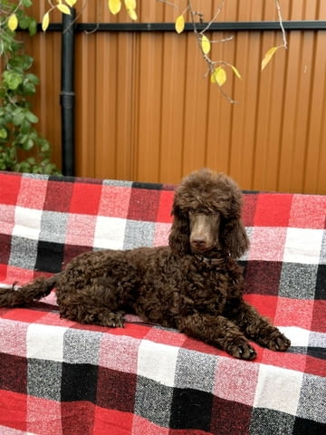 Голям кралски пудел King Poodle, 3 Months, Vaccinated - Yes - city of Varna | Dogs - снимка 3