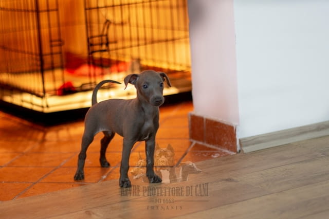 Италианска хрътка кученца за продажба Greyhound, Vaccinated - Yes, Dewormed - Yes - city of Izvun Bulgaria | Dogs - снимка 3