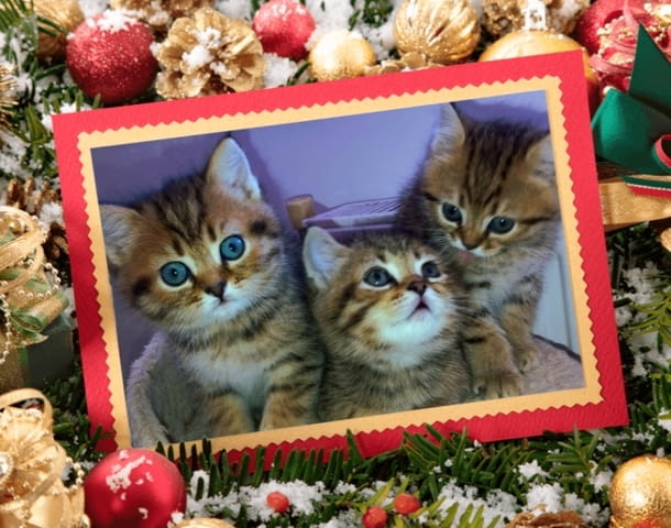 Британски котета златна чинчила British Shorthair, 1 Month, Vaccine - Yes - city of Troyan | Cats - снимка 1