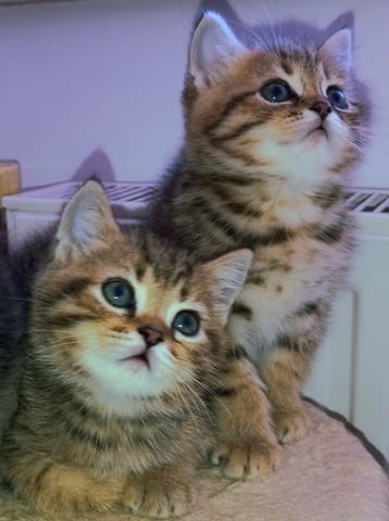 Британски котета златна чинчила British Shorthair, 1 Month, Vaccine - Yes - city of Troyan | Cats - снимка 3