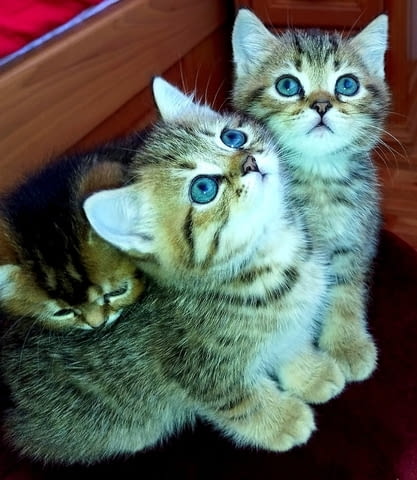 Британски котета златна чинчила British Shorthair, 1 Month, Vaccine - Yes - city of Troyan | Cats - снимка 6