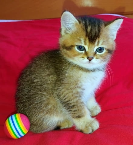 Британски котета златна чинчила British Shorthair, 1 Month, Vaccine - Yes - city of Troyan | Cats - снимка 7