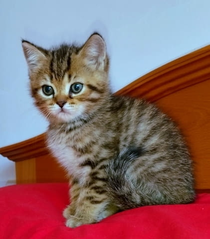 Британски котета златна чинчила British Shorthair, 1 Month, Vaccine - Yes - city of Troyan | Cats - снимка 8
