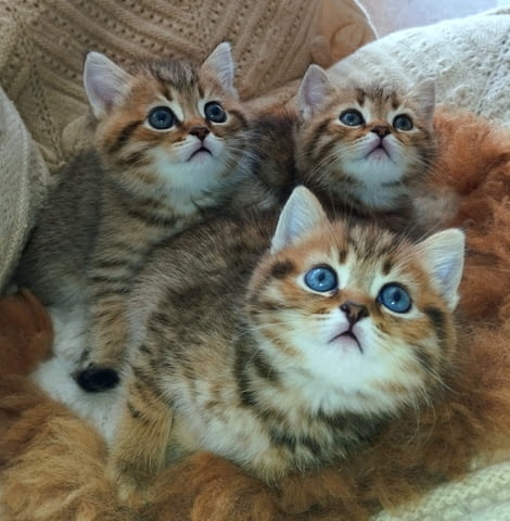 Британски котета златна чинчила British Shorthair, 1 Month, Vaccine - Yes - city of Troyan | Cats - снимка 9