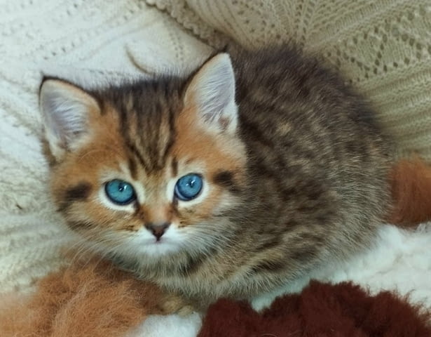 Британски котета златна чинчила British Shorthair, 1 Month, Vaccine - Yes - city of Troyan | Cats - снимка 10