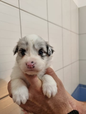 Бордър коли кученца за продажба Border Collie, Vaccinated - Yes, Dewormed - Yes - city of Izvun Bulgaria | Dogs - снимка 4