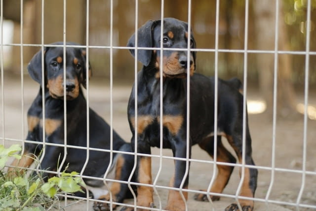 Доберман кученца Doberman, Vaccinated - Yes, Dewormed - Yes - city of Izvun Bulgaria | Dogs - снимка 4