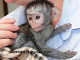 Разкошни бебета маймуни капуцин за продажба (вземете контакта ми от снимката на моята обява)