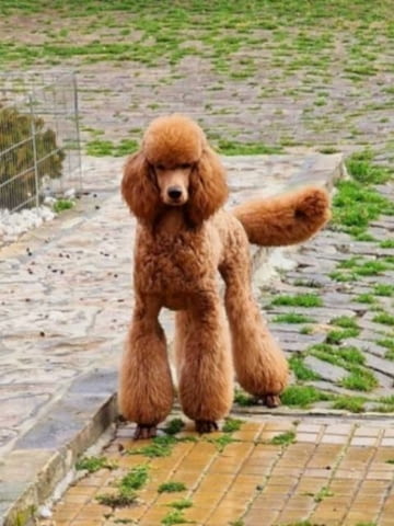 Кралски пудел кученца King Poodle, Vaccinated - Yes - city of Sofia | Dogs - снимка 2