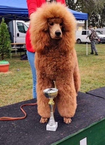 Кралски пудел кученца King Poodle, Vaccinated - Yes - city of Sofia | Dogs - снимка 3