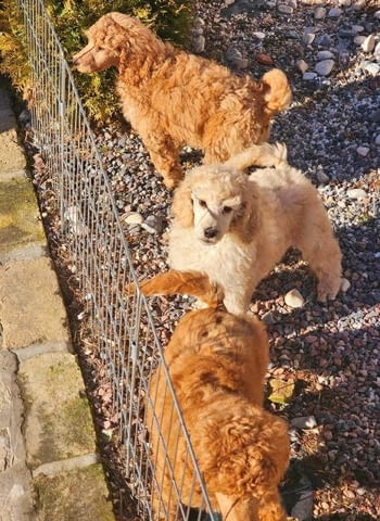 Кралски пудел кученца King Poodle, Vaccinated - Yes - city of Sofia | Dogs - снимка 7