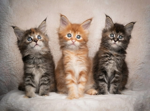 GCCF регистрирани родословни котенца мейн куун Maine-Coon, 2 Months, Vaccine - Yes - city of Razgrad | Cats - снимка 2