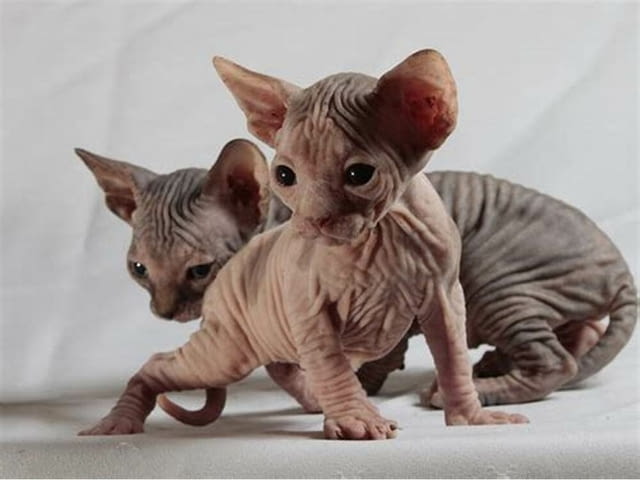 Родословни котенца Sphynx, регистрирани в TICA Sphinx, 3 Months, Vaccine - Yes - city of Rusе | Cats - снимка 2