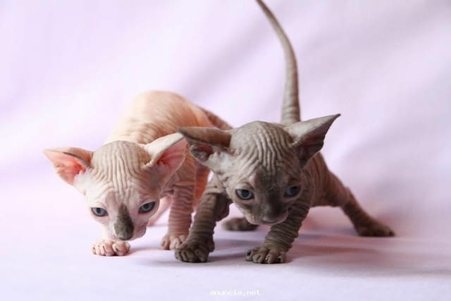 Родословни котенца Sphynx, регистрирани в TICA Sphinx, 3 Months, Vaccine - Yes - city of Rusе | Cats - снимка 3