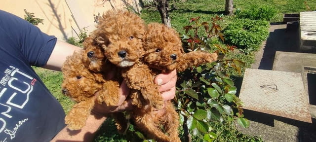 Той Пудел Мини Пудел Mini Poodle, Vaccinated - Yes, Dewormed - Yes - city of Izvun Bulgaria | Dogs - снимка 6
