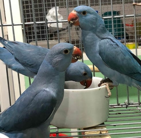 Индийски пръстеновиден папагал Папагал, 1 година - град София | Птици / Екзотични
