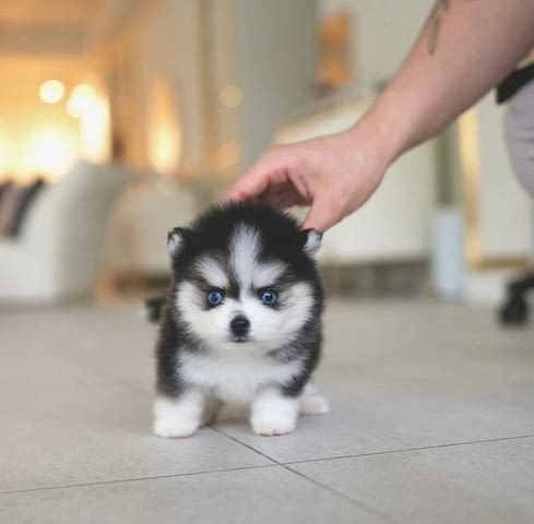Нови помпон бебета Pomeranian, 3 Months, Vaccinated - Yes - city of Sofia | Dogs - снимка 3