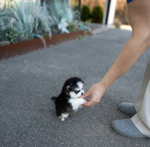 Нови помпон бебета Померан (Малък английски шпиц), 3 месеца, Ваксинирано - Да - град София | Кучета - снимка 4