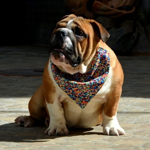 Английски булдог топ кученца Bulldog - city of Izvun Bulgaria | Dogs - снимка 2