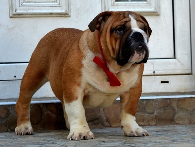 Английски булдог топ кученца Bulldog - city of Izvun Bulgaria | Dogs - снимка 3