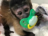 Продавам обучени на гърне бебета маймуни капуцин