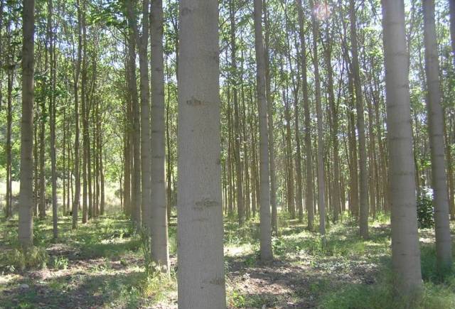 Bio Tree - град София | Семена и разсадници