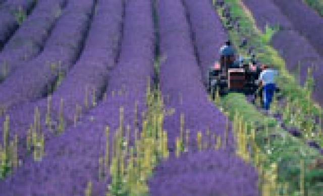 Про - Спектър - град Варна | Цветя - отглеждане и търговия