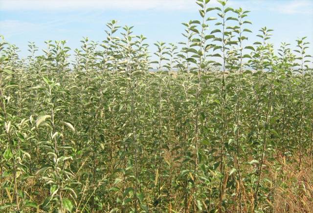 Комосс ООД - град София | Семена и разсадници