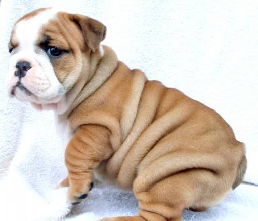 Английски булдог кученца за осиновяване , град Горна Оряховица | Зоомагазини