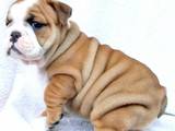 Английски булдог кученца за осиновяване 