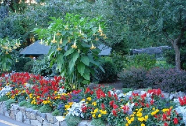 Primula - град София | Ландшафт и озеленяване