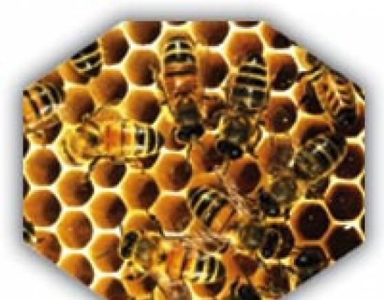 Ет "хосейни- Иванка Хосейни" - град Пловдив | Други услуги и продукти