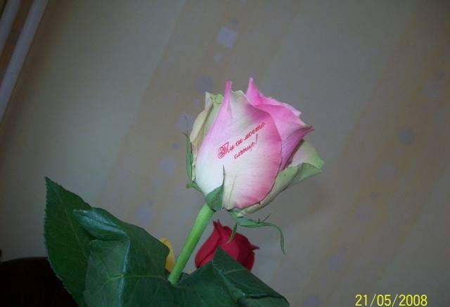 ЕТ-Туинс -Васил Йотов - град Разград | Цветя - отглеждане и търговия