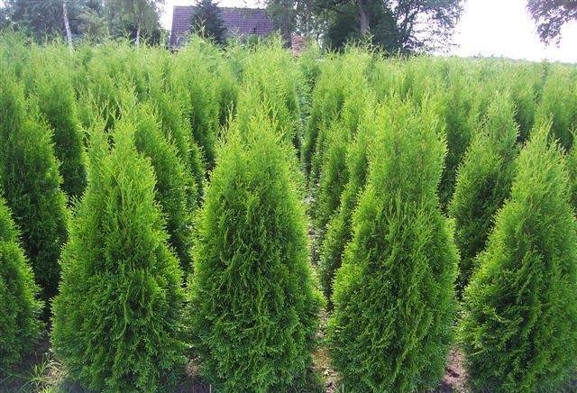 Статех2000 ООД - град Костенец | Градинска мебел - снимка 2